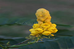 Senna alata
